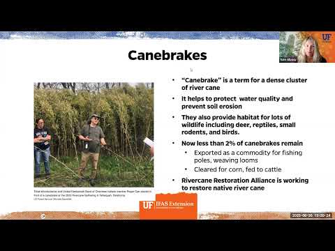 Growing Clumping Bamboo in Florida