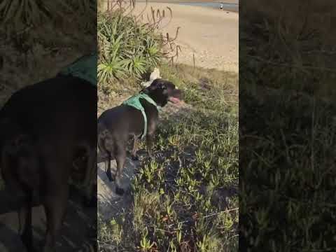 CASA CUEVA DEL MAR, LAS FLORES, MALDONADO, URUGUAY