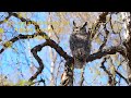 Two and a half minutes with a Great Horned Owl; Bubo virginianus. Alaska Spring