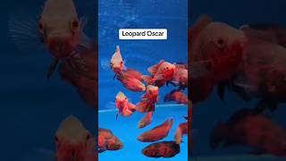 Download lagu Leopard oscar - Please subscribe for more videos... mp3 Download lagu Leopard oscar - Please subscribe for more videos... mp3