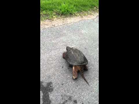 Snapping Turtle Crossing