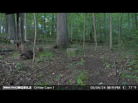 Rocky Raccoon is a bit too chunky to jump into the feeder