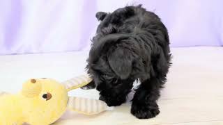 ミニチュアシュナウザーの動画01