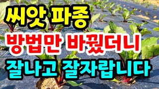 씨앗파종 이렇게하면 싹도 잘나고 잘자랍니다 /비트 파종시기 / 비트 파종하는방법/ 텃밭작물 파종방법 주말농장
