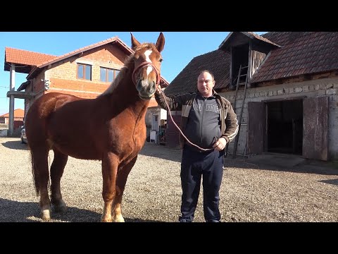 Caii lui Pap de la Odoreu, Satu Mare - 2022 Nou!!!