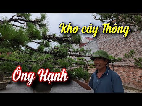 SH.6002. Thăm ông vua Thông ở Chí Linh Hải Dương với kho cây Thông đẹp. Đth liên hệ 0989.656.903.