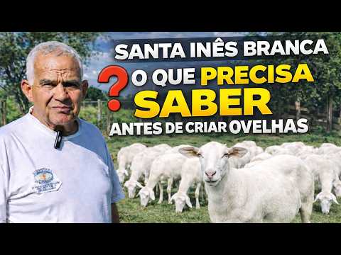 Vai investir em Santa Inês e Dorper? O que você precisa saber antes de comprar