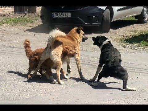 Dogs fight on The Street – Merciless Dogs fight