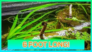 CRINUM NATANS, CALAMISTRATUM, THAIANUM - HUGE AQUARIUM PLANT GUIDE