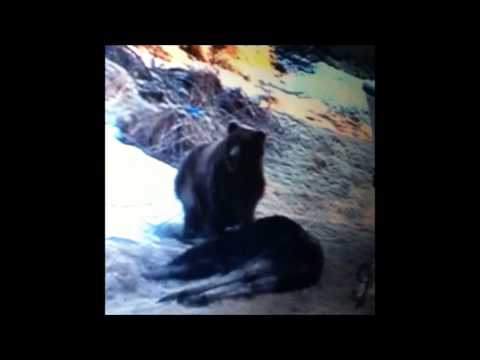 Slouch - Brown Bear Kills Moose in Driveway [demo]