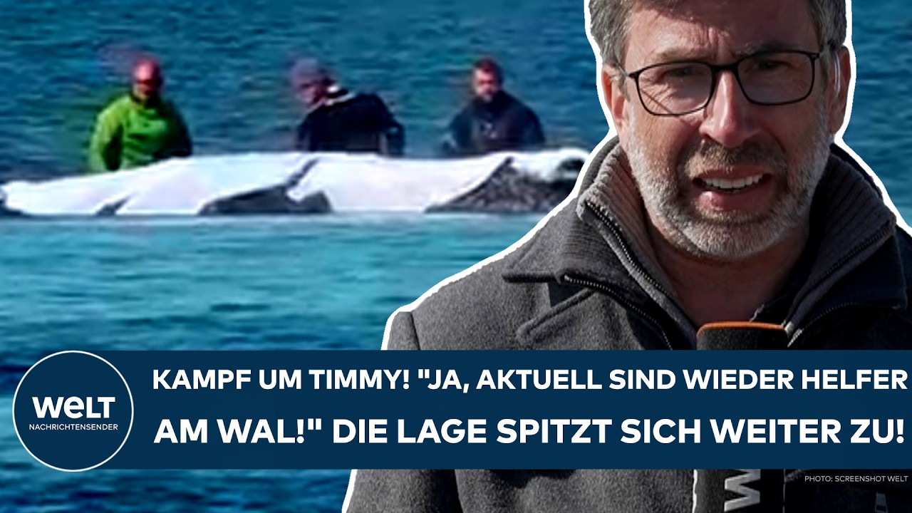 INSEL POEL: Kampf um Timmy! "Ja, aktuell sind wieder Helfer am Wal!" Die Lage spitzt sich weiter zu!