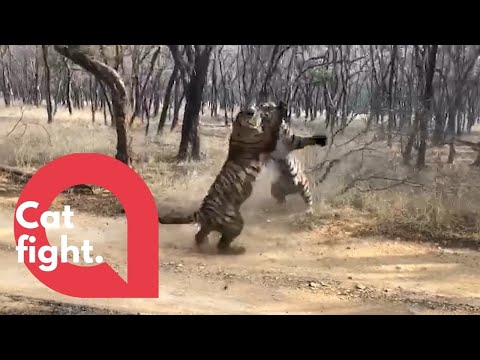 Watch these two tiger sisters fight in a fierce battle for territory! | SWNS