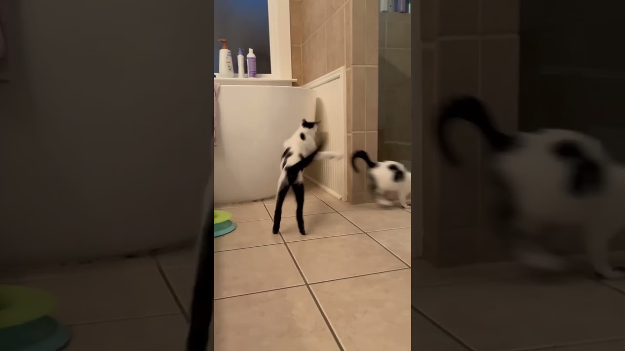 Ophelia, an adopted Domestic Short Hair in Latham, NY video 5/5