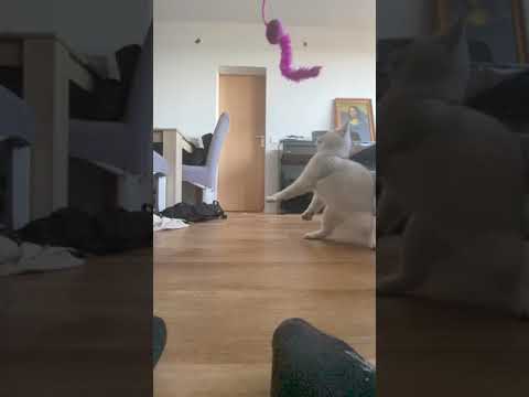 6 month old cat play🥎in slo-mo