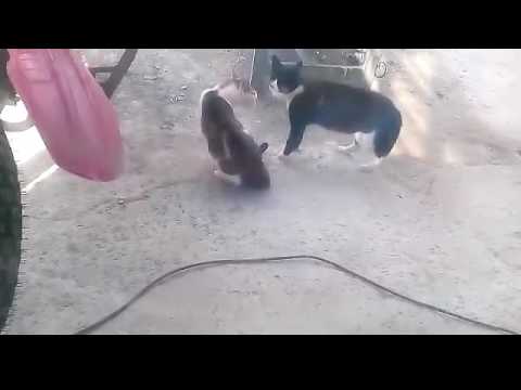 بمبه خنده ترکی