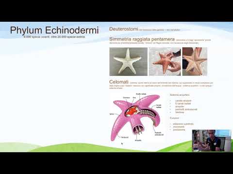 Zoologia - Echinodermi