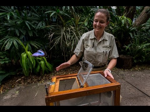 download lagu mp3 mp4 Butterflies For Sale, download lagu Butterflies For Sale gratis, unduh video klip Butterflies For Sale