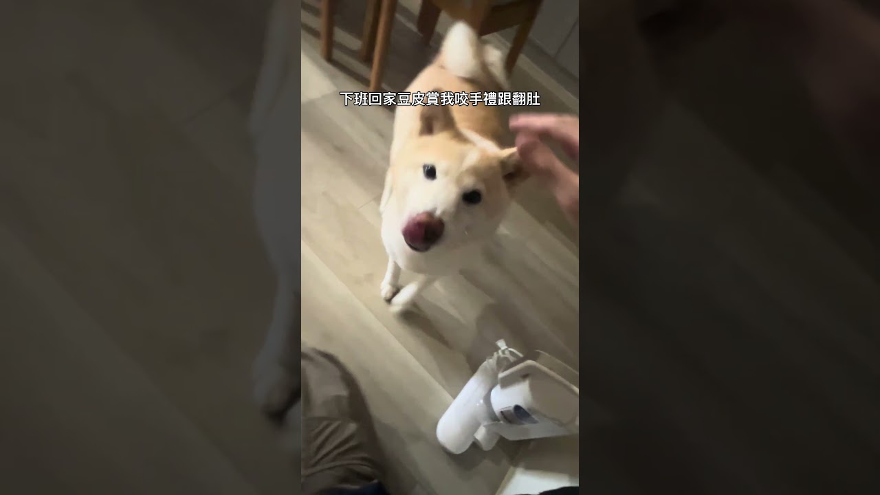 下班回家豆皮賞我咬手禮跟翻肚