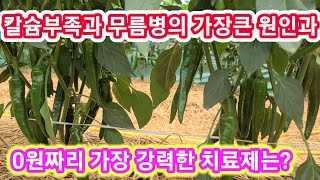 고추 칼슘부족과 무름병의 가장큰 원인과 0 원짜리 가장 강력한 치료제는? 고추농사,병충해,석회결핍 재배방법,…