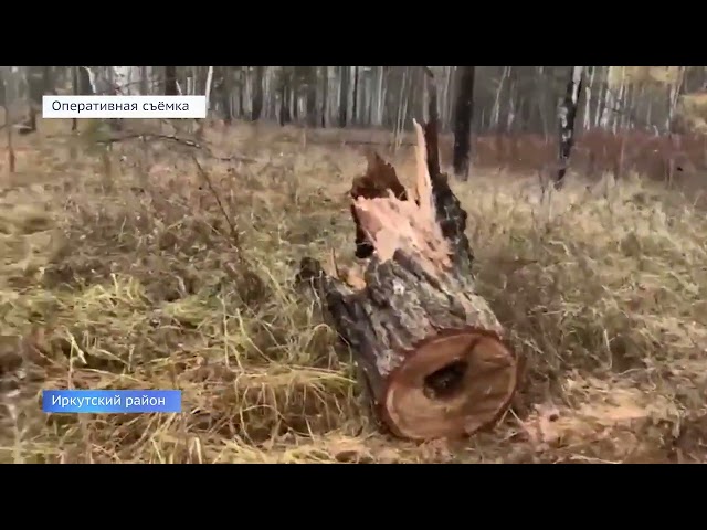 Черных лесорубов задержали в Иркутском районе