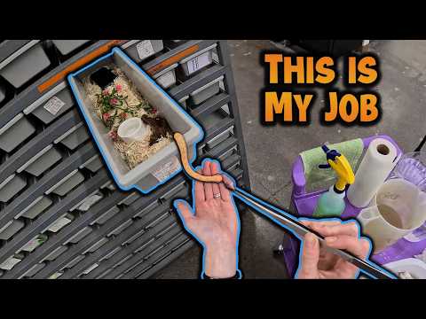 What It's Really Like Being a Reptile Curator