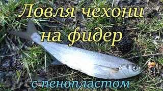 Способы ловли чехони на фидер