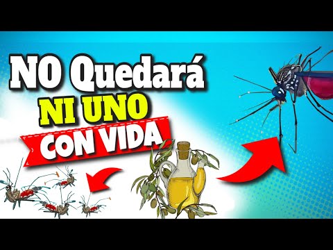 4 TRUCOS CASEROS PARA ELIMINAR LOS ZANCUDOS Y MOSQUITOS POR LAS NOCHES