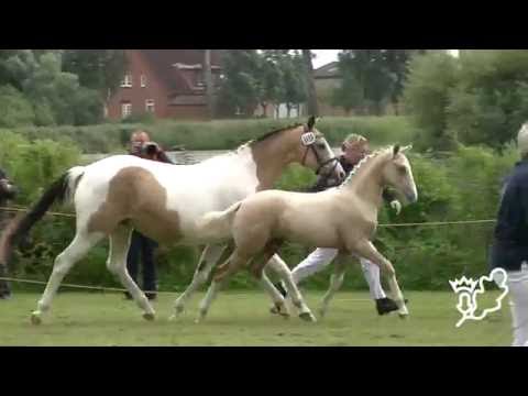 PSB499 Deutsches Reitpony Hengstfohlen von FS Mr. Right - Mangold N - Sando Paso N