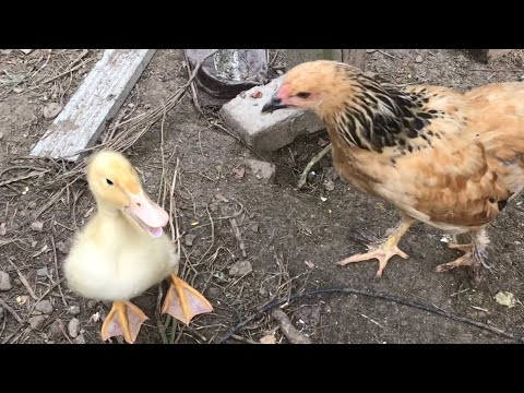 “introducing” DUCKS 🦆 with CHICKENS 🐓 (yep it’s possible)