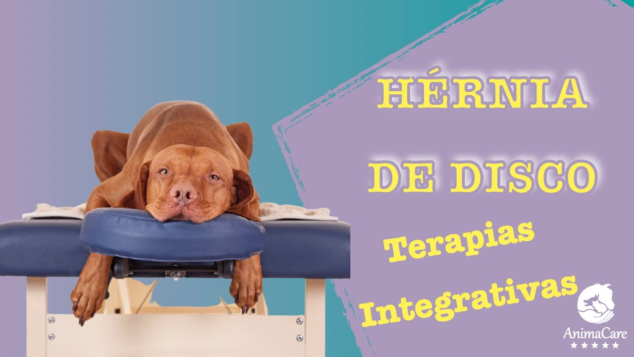 Hérnia de Disco em cachorro idoso - Medicina Integrativa Veterinária