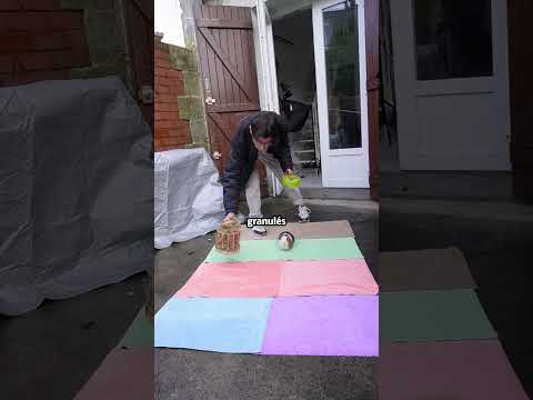 Mon cochon d'inde dans 3 situations