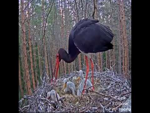 Live Fish Fed To Osprey Chicks On Wet Day In Savannah, Pet's Parents.