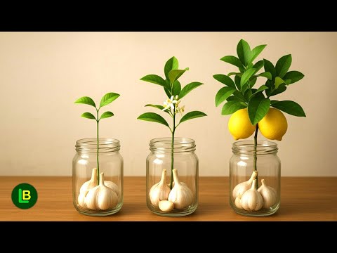 Just garlic. A lemon branch will take root quickly and bear fruit like crazy