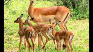 A Vegan Tribute to Mothers