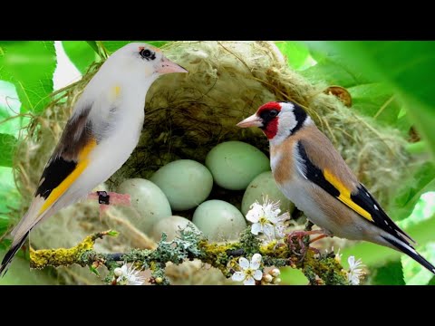the nest of the goldfinch in nature 🪺 SPECTACULAR 😍 by Lorenzo Bianchini