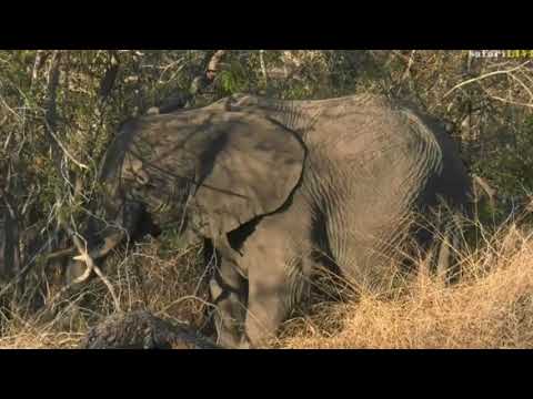 Aug 22 2017 - Sunrise- Tristan is with a small feeding group of Elephants