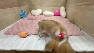 チワワ(ロング)の動画01