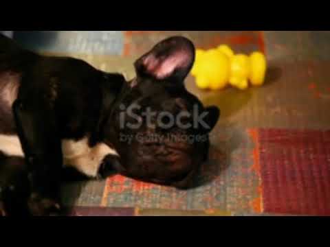 Little French Bulldog Dog Is Licking  Download Video |funny video
