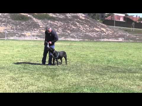 Hoss, an adopted Mastiff & American Bulldog Mix in Lompoc, CA_image-1