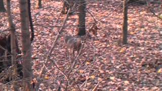 Deer attack at Radnor Lake