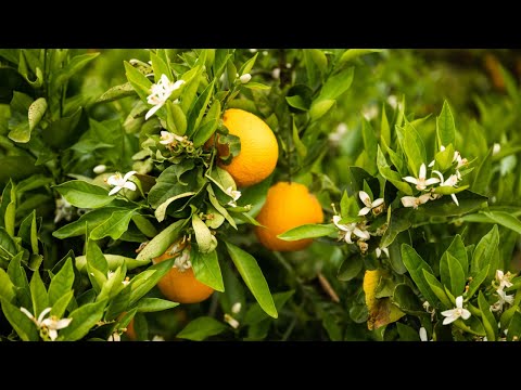 How Citrus Fruit is Grown in California?