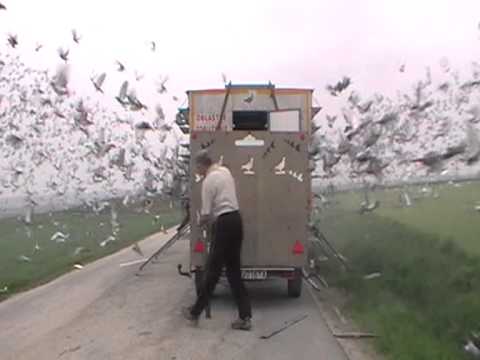 OZ Levice - štart poštových holubov 01.05.2013 - Trebič