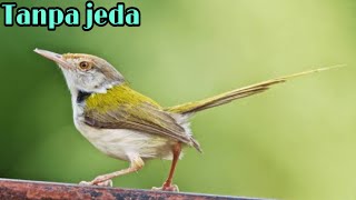Download lagu Suara prenjak lumut betina memanggil jantan mp3