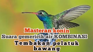 Download lagu MASTERAN konin ( kolibri ninja) tembakan pelatuk BAWANG II jeda akurat mp3