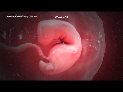 Pregnancy Week 4. www.mumsandbaby.com