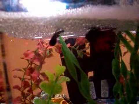 My Betta fish couple mating!1