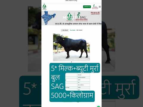 5 star murrah bulls nddb Sag #murrah #murrah_bull #Nddb #Superior_animals_genetics # semen