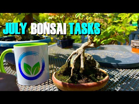 Summer Bonsai Survival Guide: Mastering July's Challenges