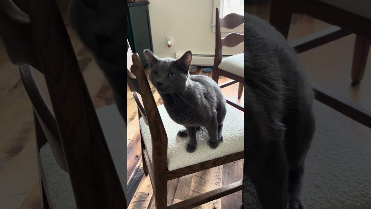 Enlarge Marty McFly, an adopted Domestic Short Hair in Groveland, MA video 6/6