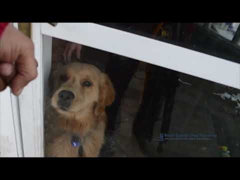 Door Smash